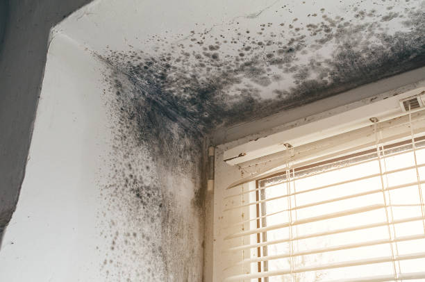 Affordable Black Mold Remediation solutions in Boerne, TX