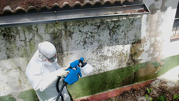 Top rated local Black Mold Remediation specialists in Boerne, TX